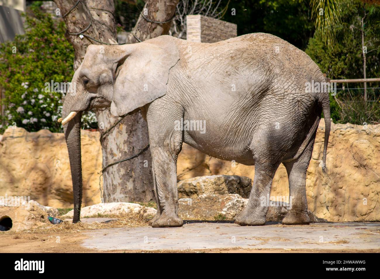 Elefante allo zoo con grande ventre, animali pesanti del pianeta con un buon ricordo. Elefante africano allo zoo. Foto Stock