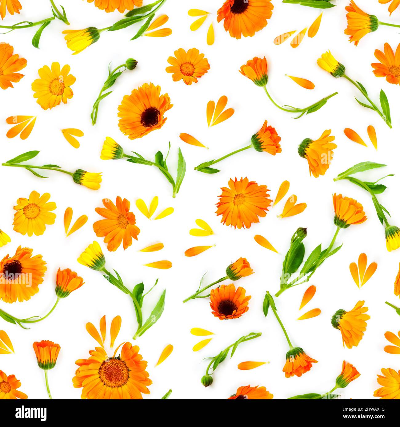 Disegno senza giunture con fiori marigold isolato su sfondo bianco. Composizione della disposizione piatta. Concetto di amore. Foto Stock