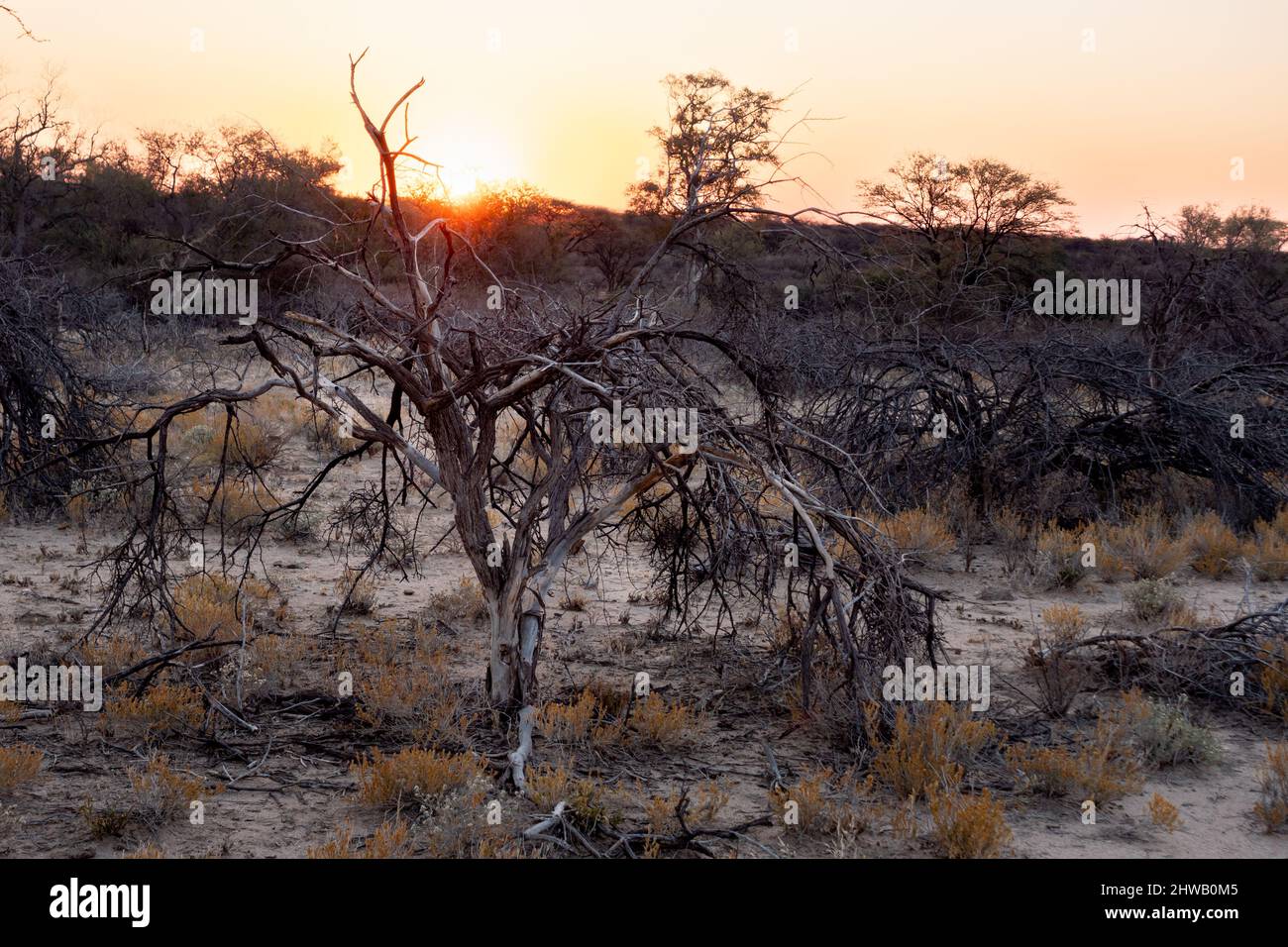 Tramonto nella Savannah vicino Omaruru nella regione di Erongo della Namibia; Africa con arbusti e alberi secchi Foto Stock