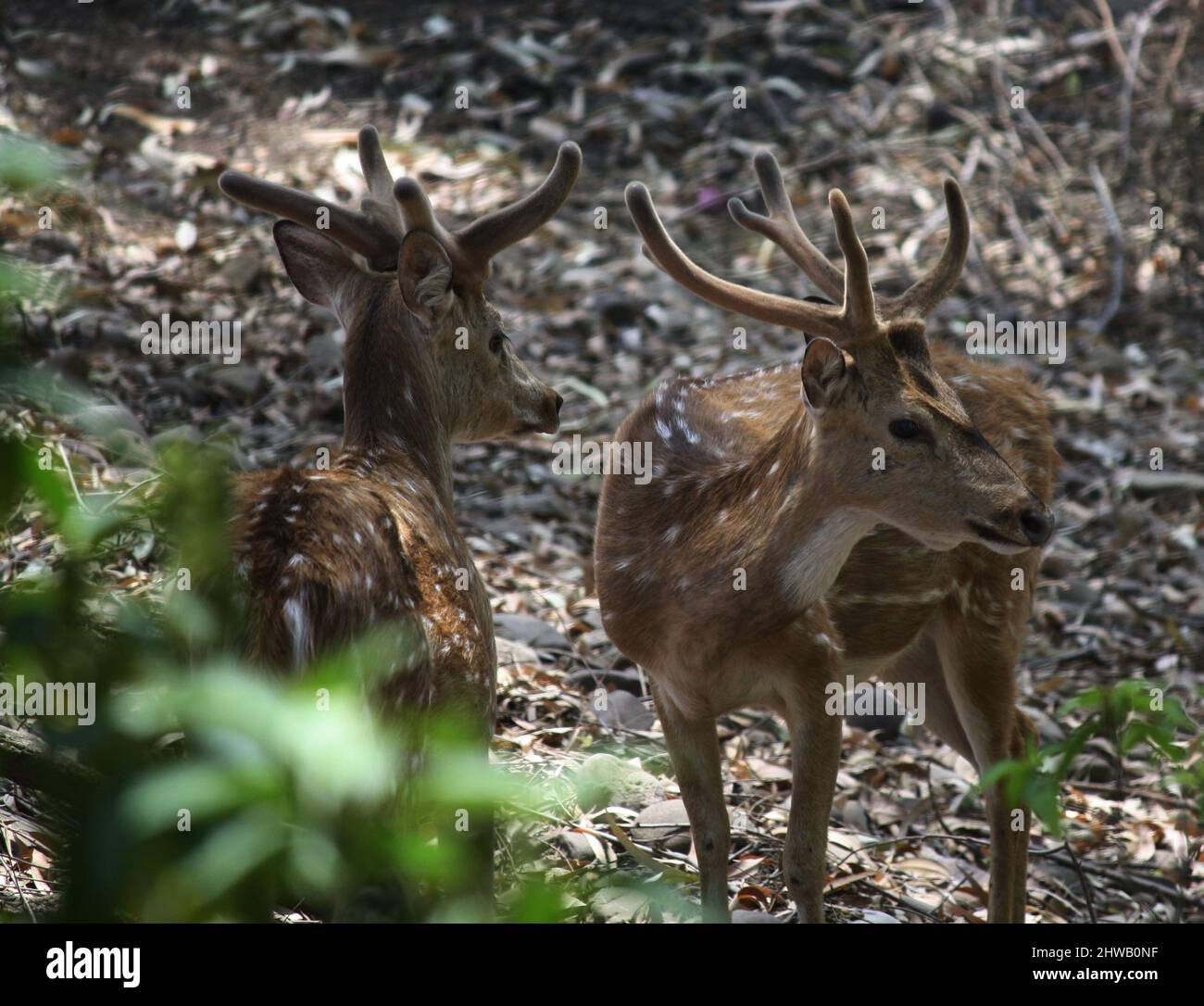 Cervi (asse) o cervi (asse) che foraggiano nella foresta : (Pix SShukla) Foto Stock