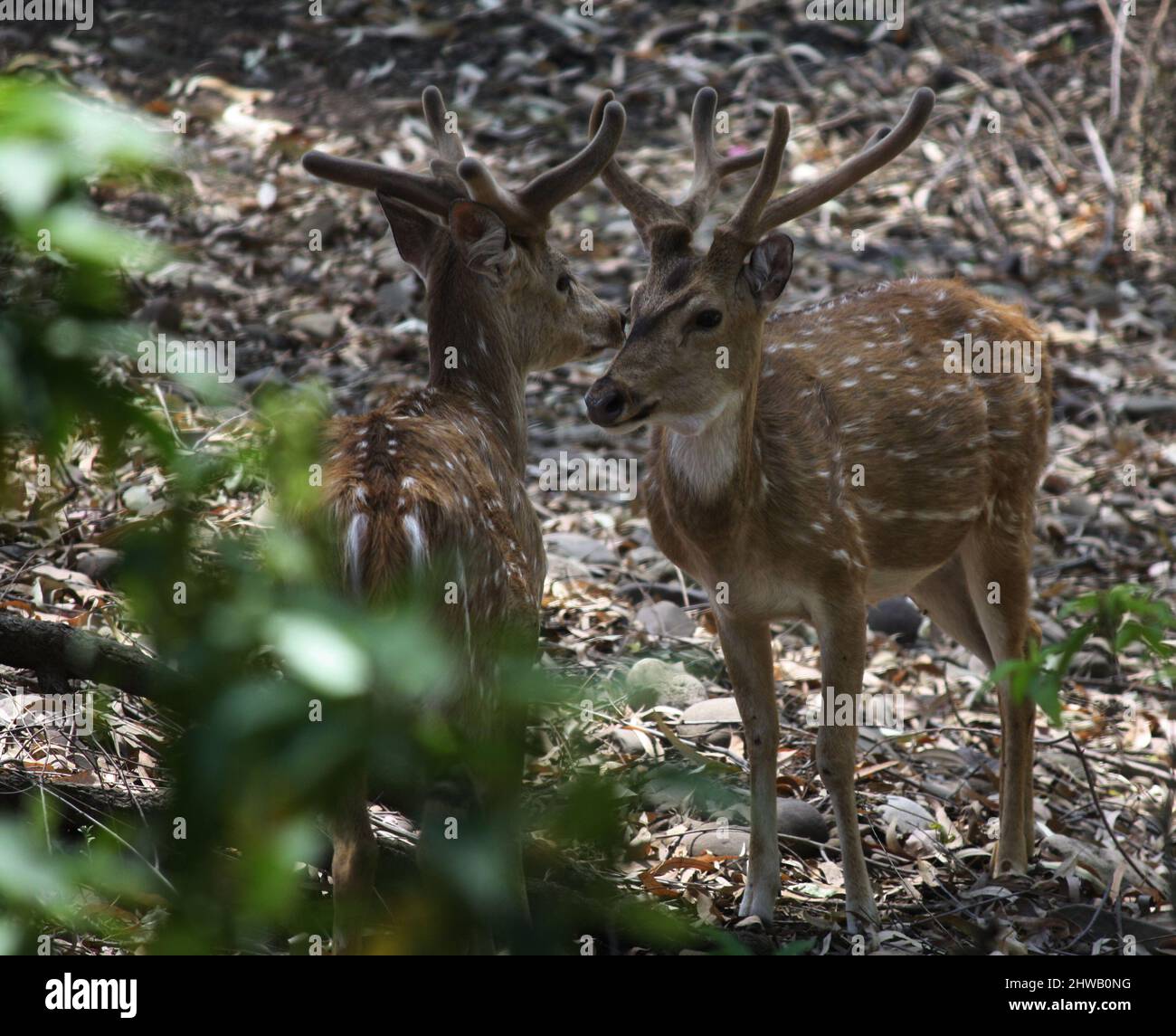 Cervi (asse) o cervi (asse) che foraggiano nella foresta : (Pix SShukla) Foto Stock