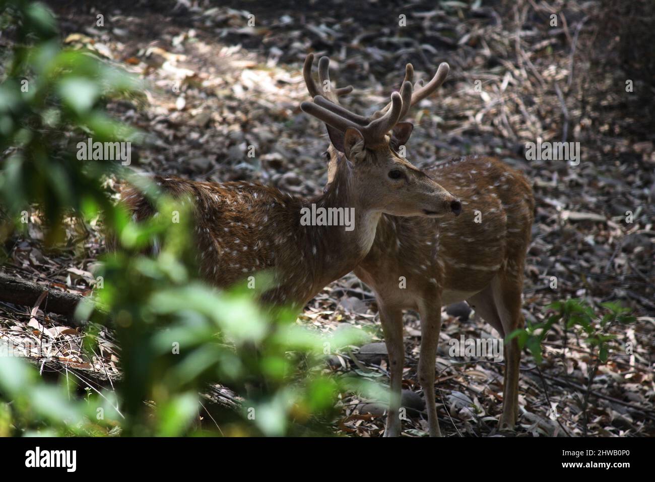 Cervi (asse) o cervi (asse) che foraggiano nella foresta : (Pix SShukla) Foto Stock