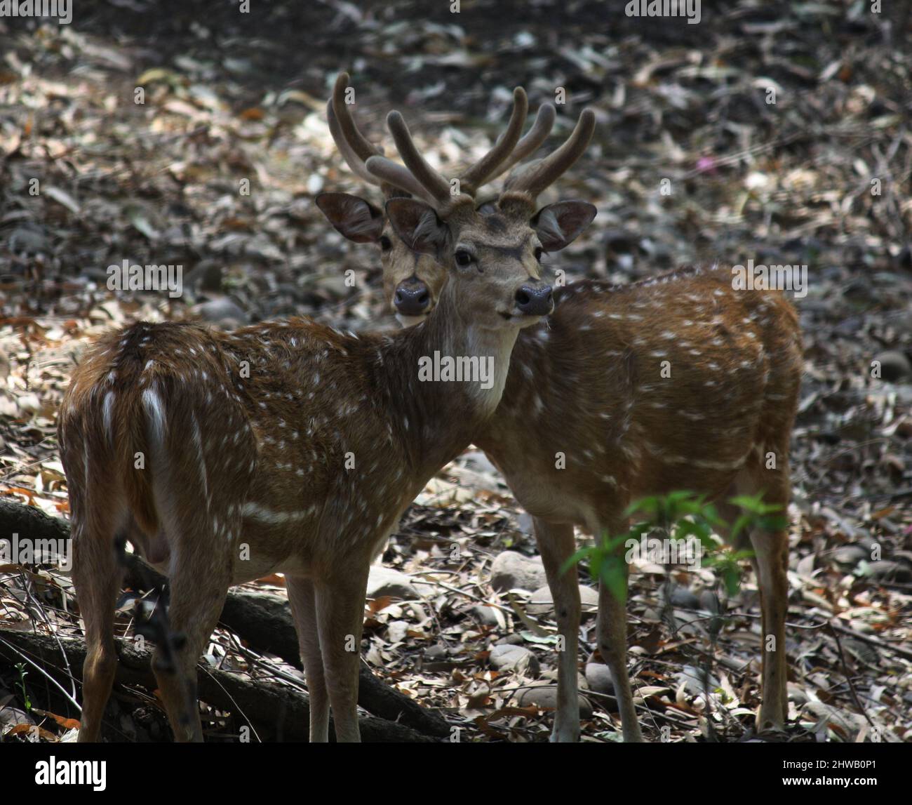 Cervi (asse) o cervi (asse) che foraggiano nella foresta : (Pix SShukla) Foto Stock