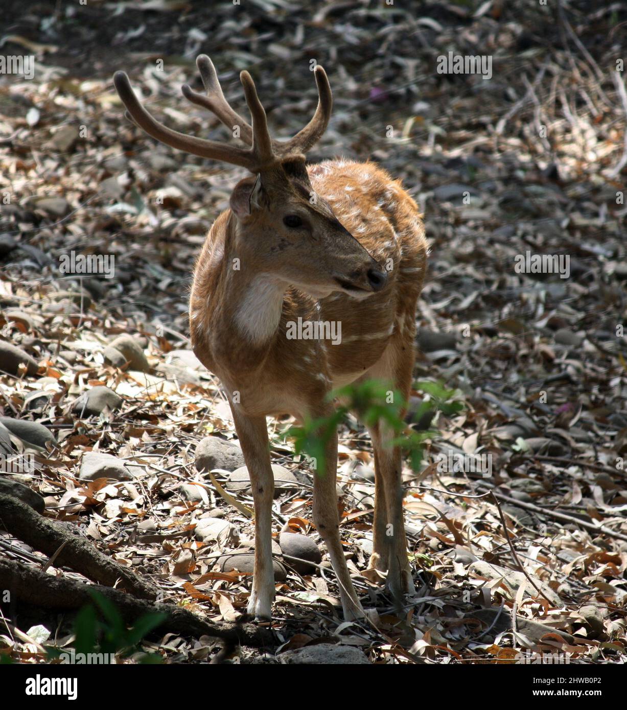 Cervi (asse) o cervi (asse) che foraggiano nella foresta : (Pix SShukla) Foto Stock