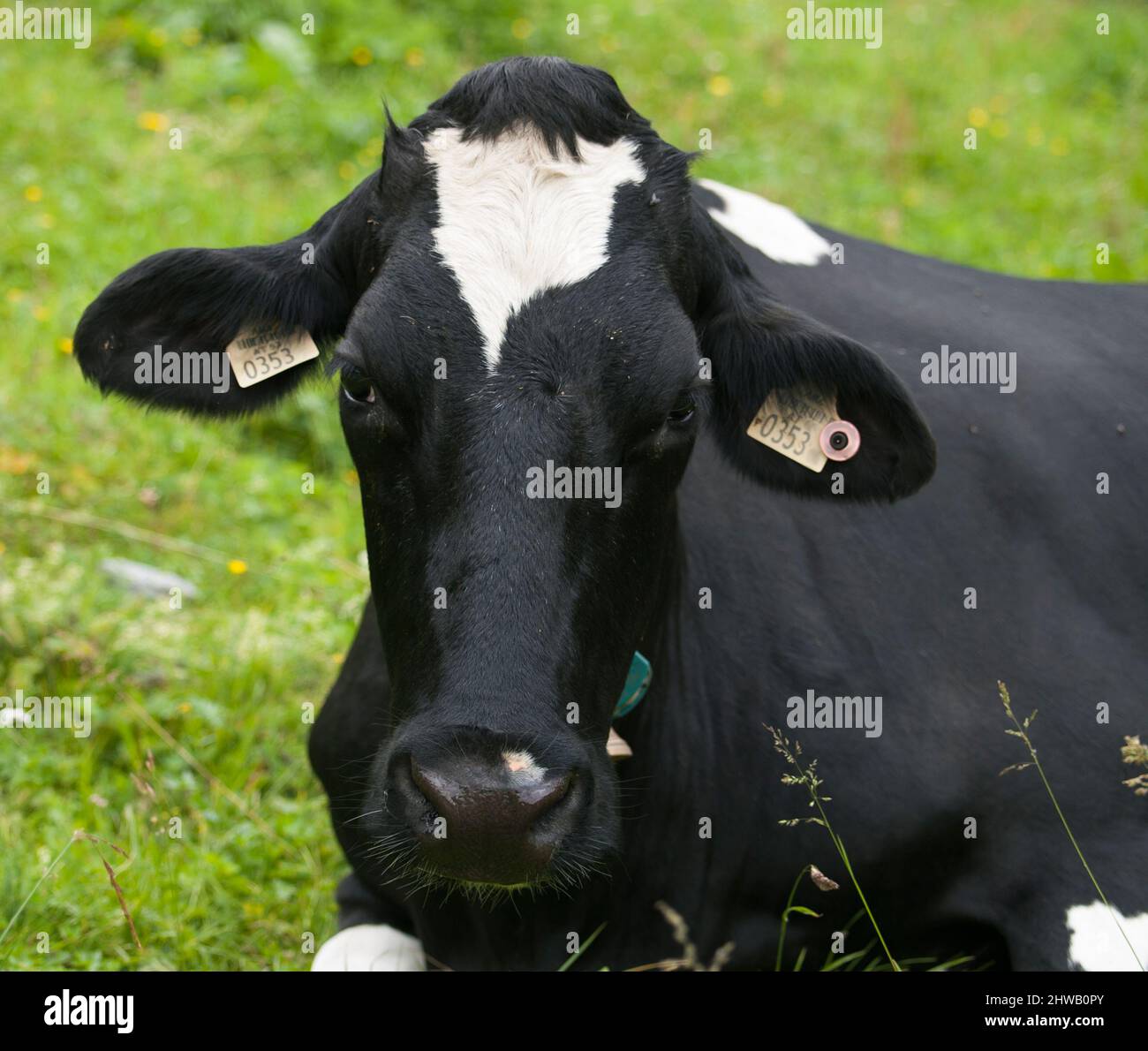 Testa di vacca su pascolo Foto Stock