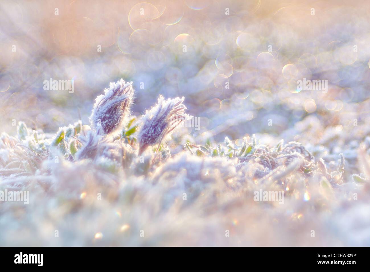 Pulsatilla pratensis subsp. Bohemica, piccolo fiore pasque genere Pulsatilla, originario dell'Europa centrale e orientale. Rime ghiacciato e sunris del primo mattino Foto Stock
