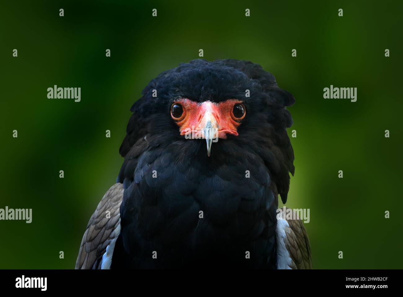 Ritratto dettagliato con aquila Bateleur. Aquila Bateleur, Terathopius ecaudatus, uccello di preda marrone e nero nell'habitat naturale, seduto sul reggiseno Foto Stock