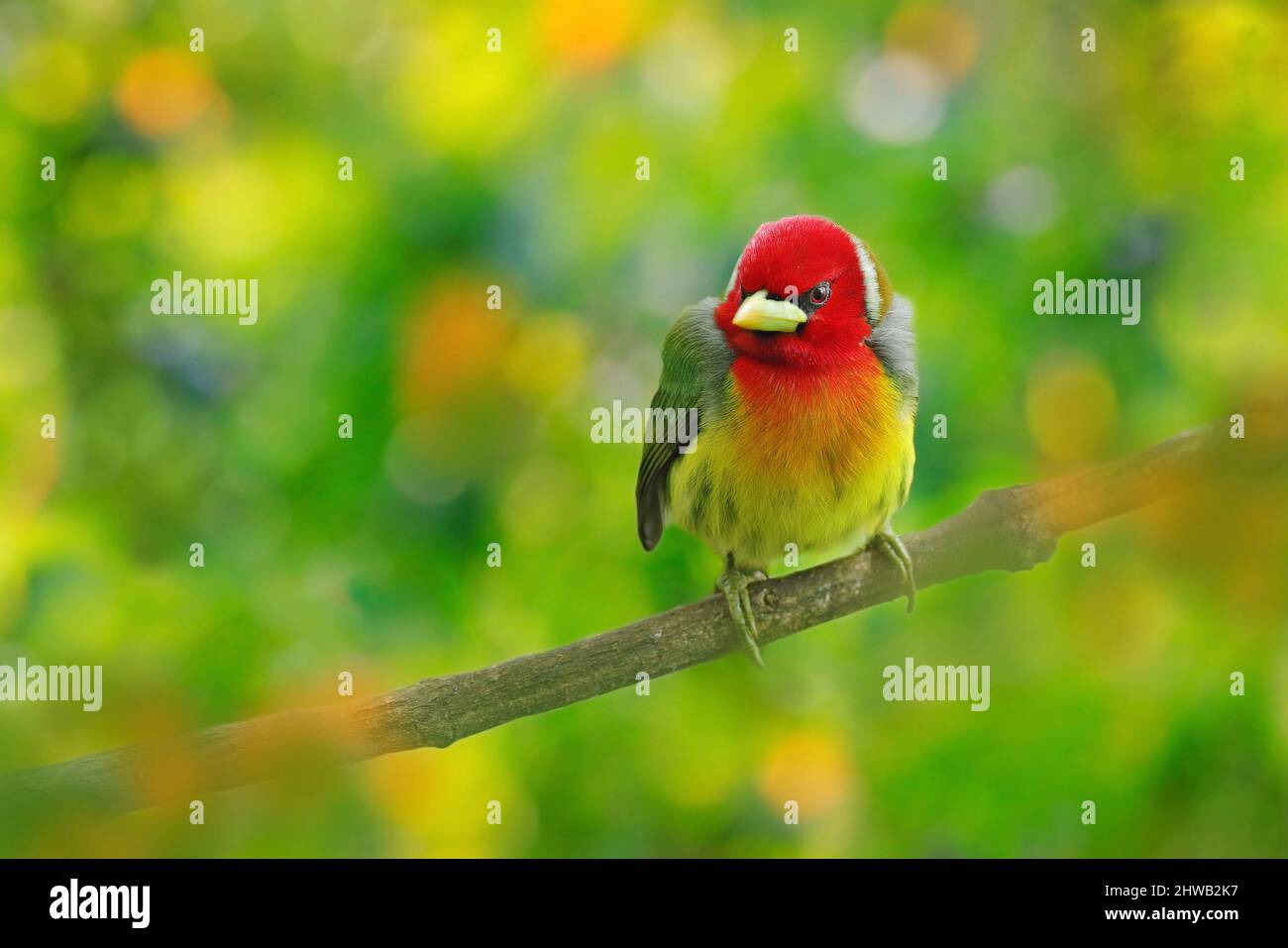 Barbet a testa rossa, vera Blanca, Costa Rica, uccello di montagna grigio e rosso esotico, scena di fauna selvatica dalla natura. Birdwatching in Sud America. Bella b Foto Stock
