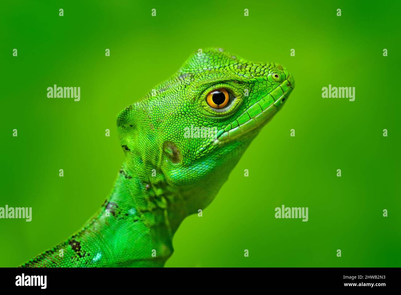 Ritratto di Basilisk. Basilisk verde pirata, basiliscus plumifrons, con sfondo naturale chiaro. Primo piano ritratto di lucertola selvaggia in vegetazione verde, M. Foto Stock
