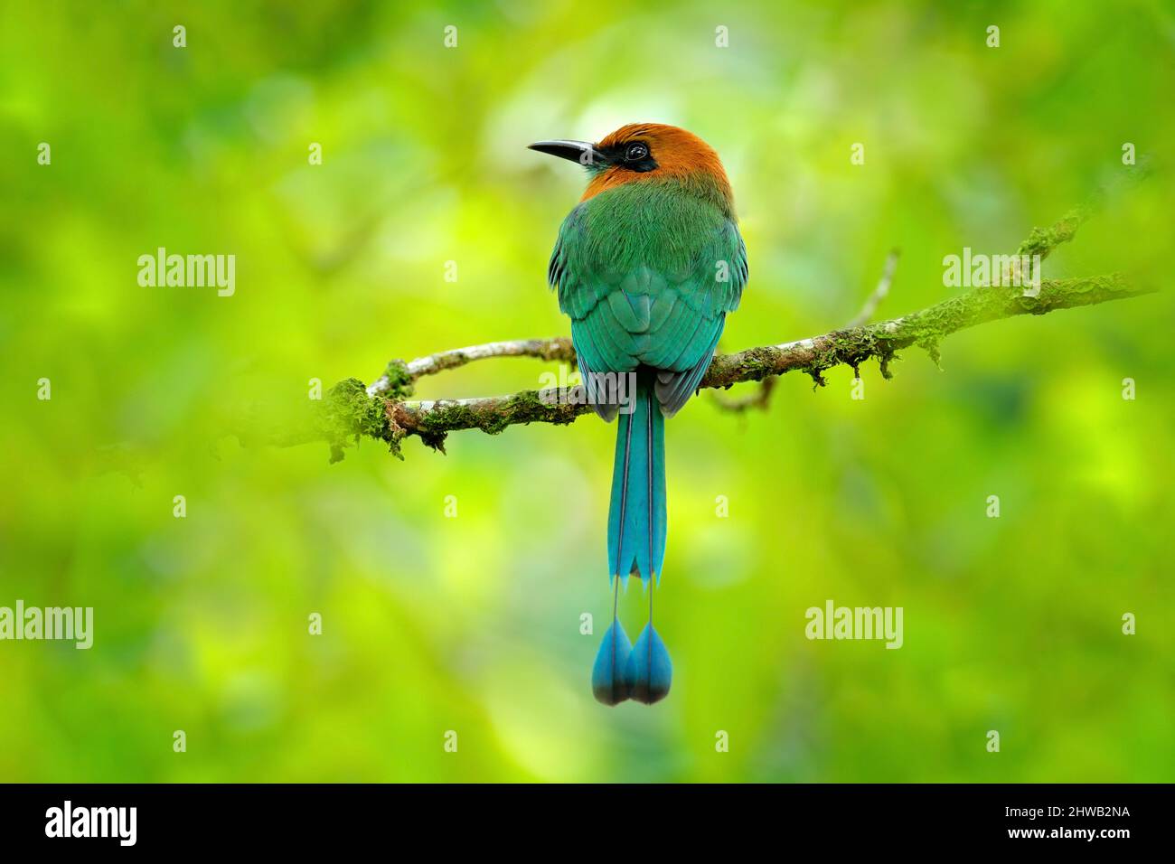 Motmot a fattura larga, Electron platyrhynchum, ritratto di bel uccello grande nella natura selvaggia, sfondo bosco colorato bello, vista d'arte, Costa Rica. Bir Foto Stock