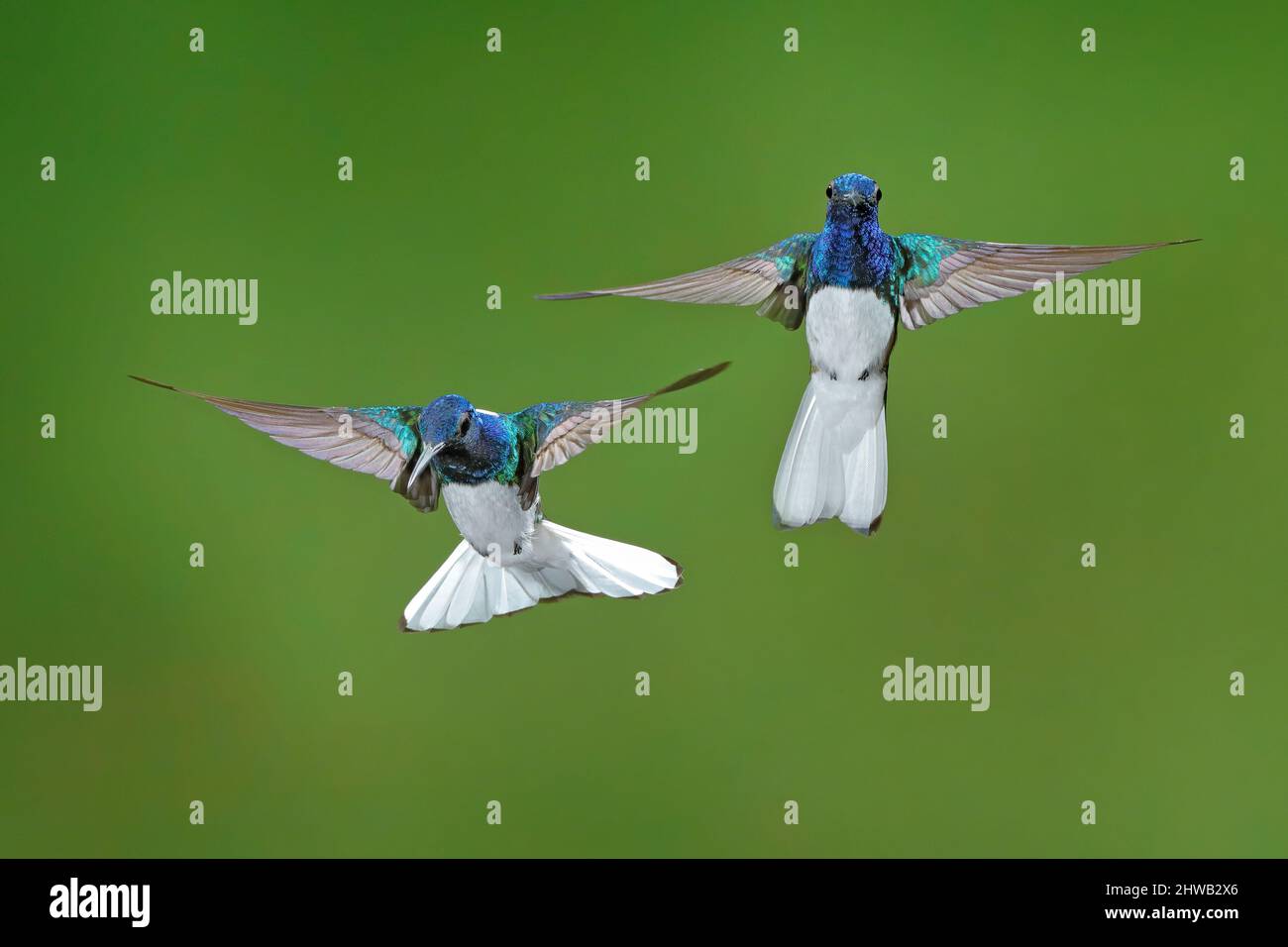 Volo di colibrì bianco e blu Jacobin a collo bianco, Florisuga Mellivora, dalla Colombia, sfondo verde chiaro. Bird Fight, hummingbird. Uccello con Foto Stock
