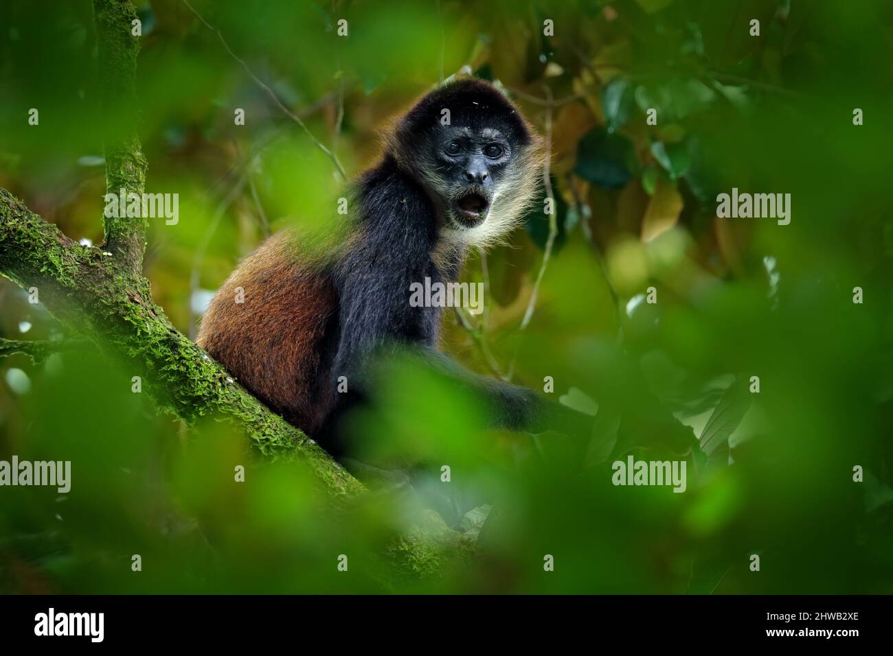 Scimmia ragno sulla palma. Fauna selvatica verde della Costa Rica. Scimmia Ragno con la mano nera che siede sul ramo dell'albero nella oscura foresta tropicale. Animale in Foto Stock