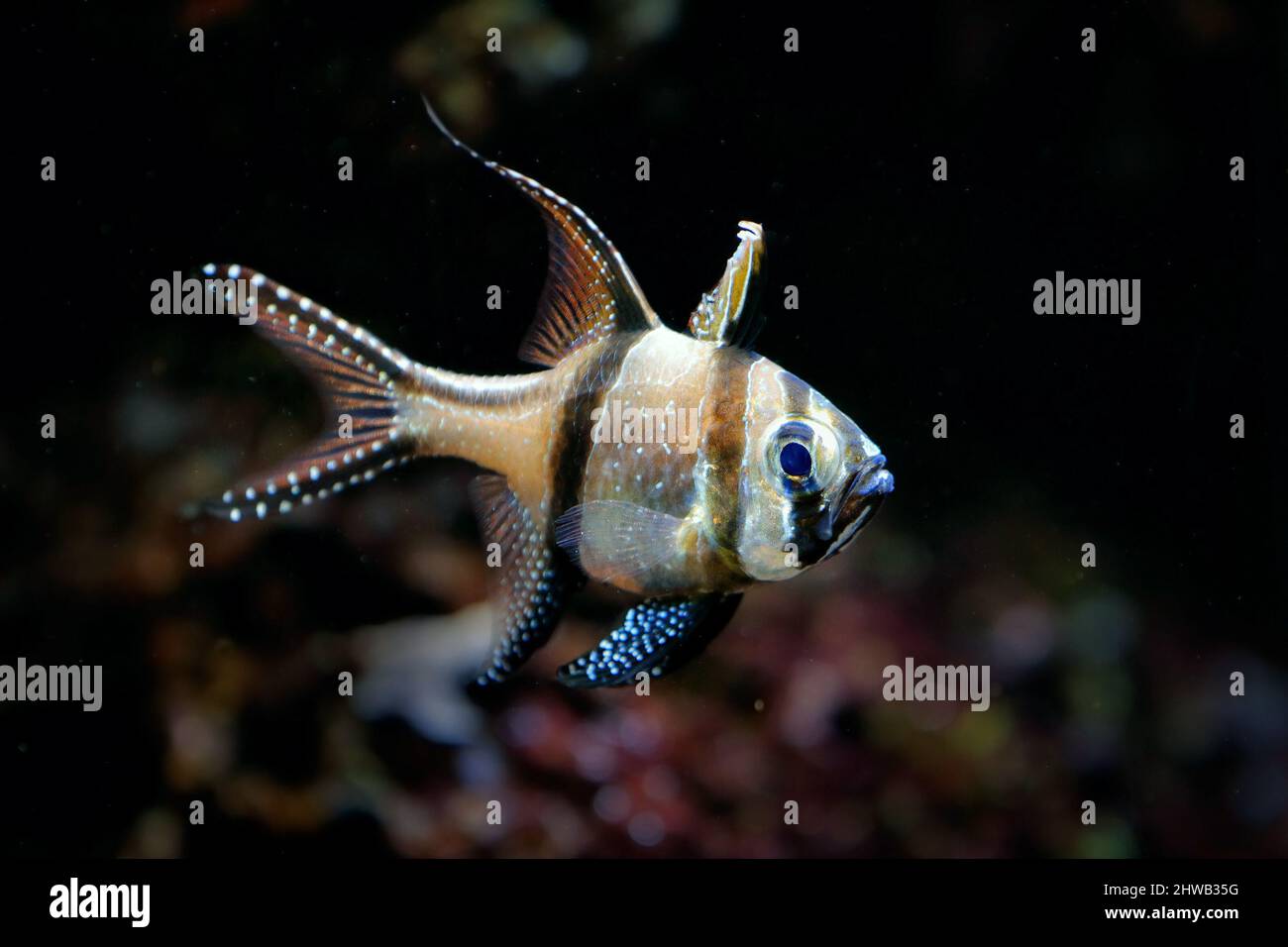 Pterapogon kauderni, Banggai cardinal pesce nelle acque scure dell'oceano. Pesce di mare dall'Indonesia in Asia. Vita subacquea, natura selvaggia. Foto Stock