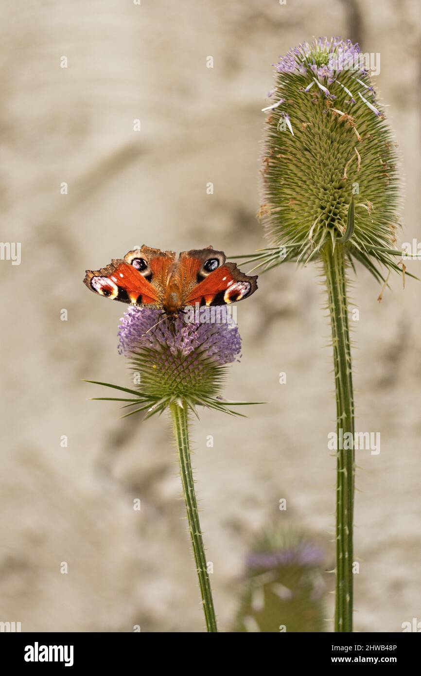 Owady które można spotkać na polskich łąkach Foto Stock