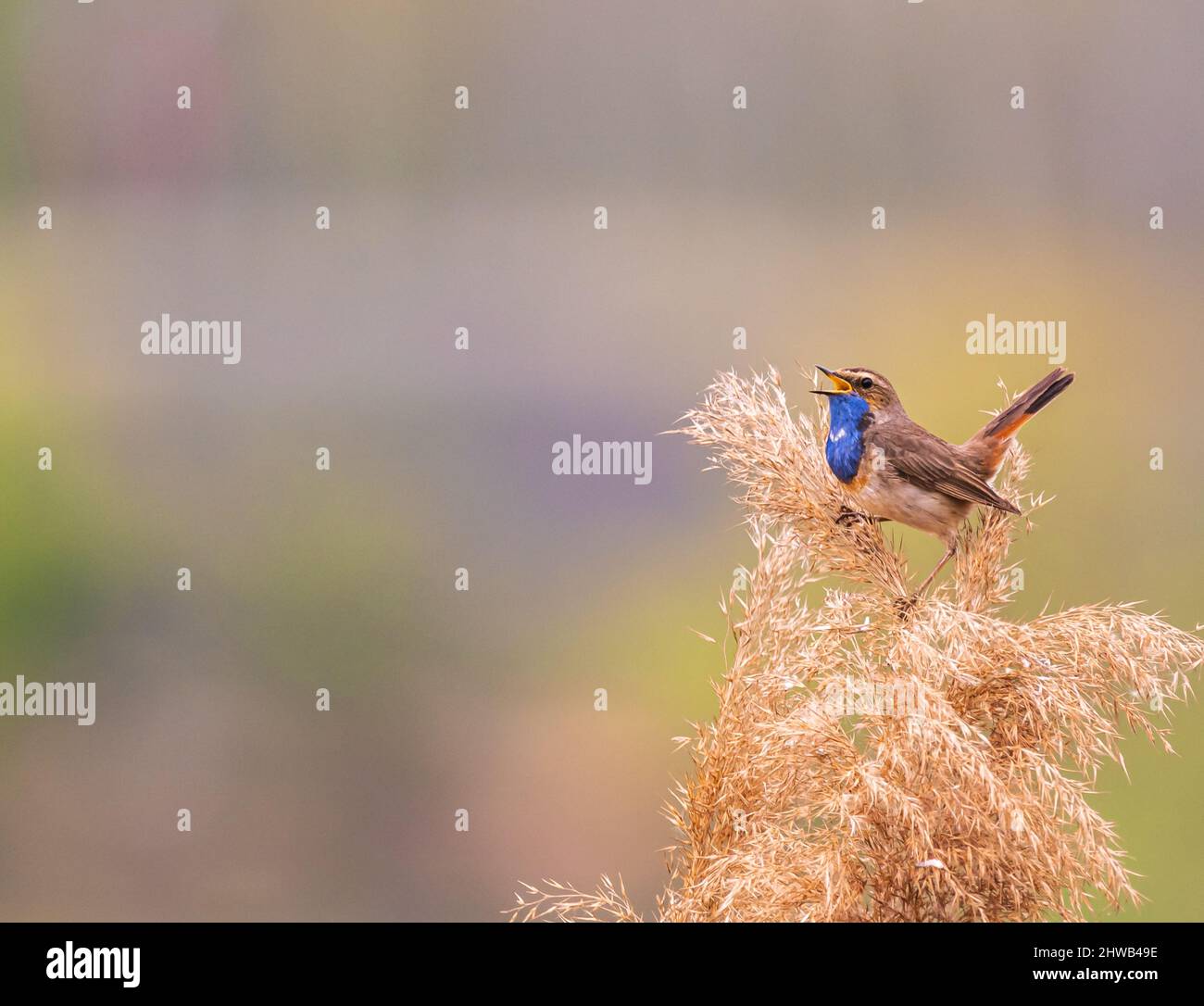 Traveler - una specie di piccolo uccello migratorio della famiglia flycatcher. Non è in pericolo. Nome scientifico: Luscinia svecica Foto Stock