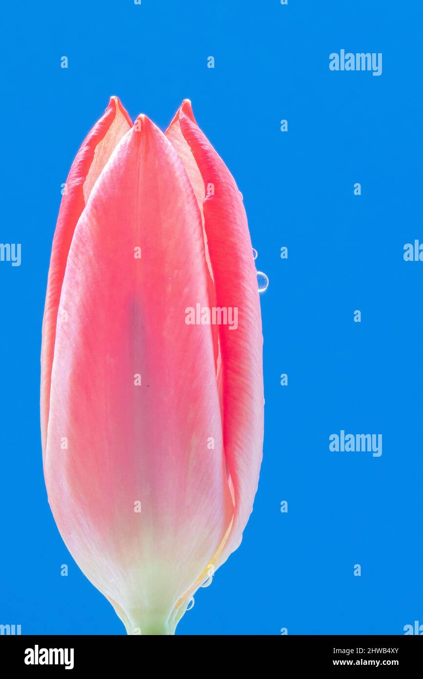 Tulipano rosa Foto Stock