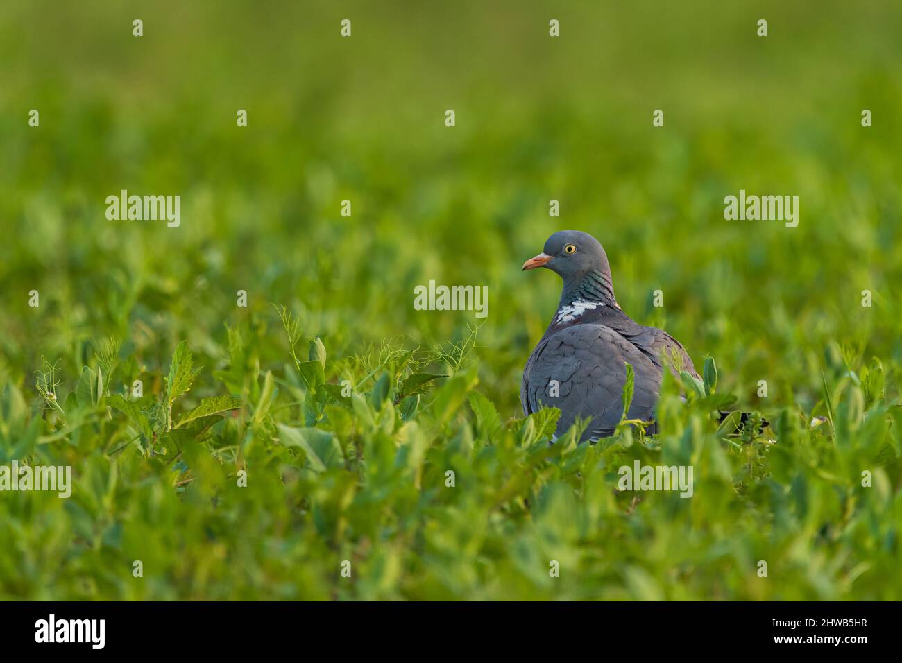 Ptaki żyjące w polsce Foto Stock