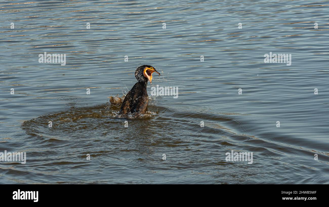 kormoran na rzece Odra Wrocław Foto Stock