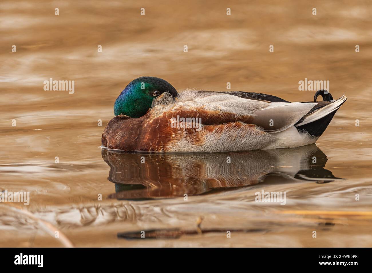 Krzyżówka, krzyżówka zwyczajna, kaczka krzyżówka – gatunek dużego ptaka wodnego z rodziny kaczkowatych. Foto Stock