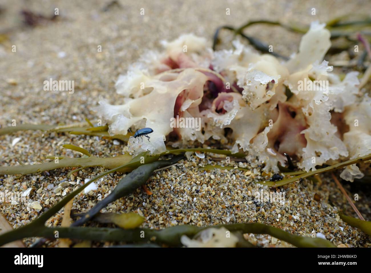 Alghe marine sulla riva del mare Foto Stock