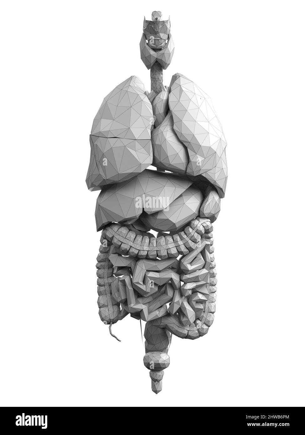 Gli organi umani, illustrazione Foto Stock