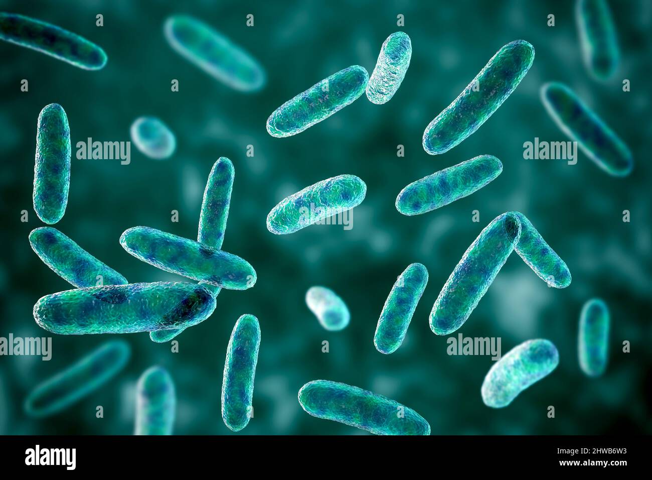 Batteri citrobacteri, illustrazione Foto Stock