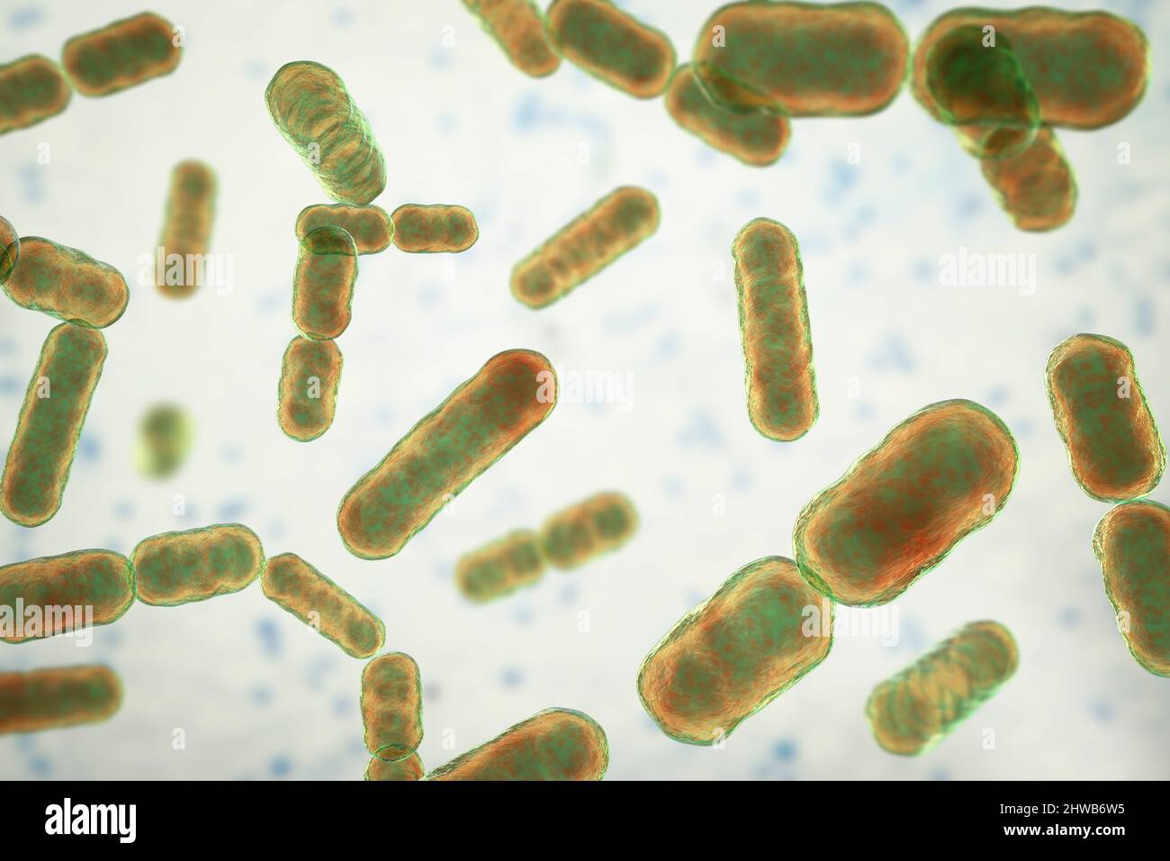 Bacteroides sp. Batteri, illustrazione Foto Stock