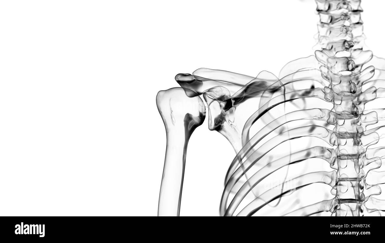 Giunto a spalla, illustrazione Foto Stock