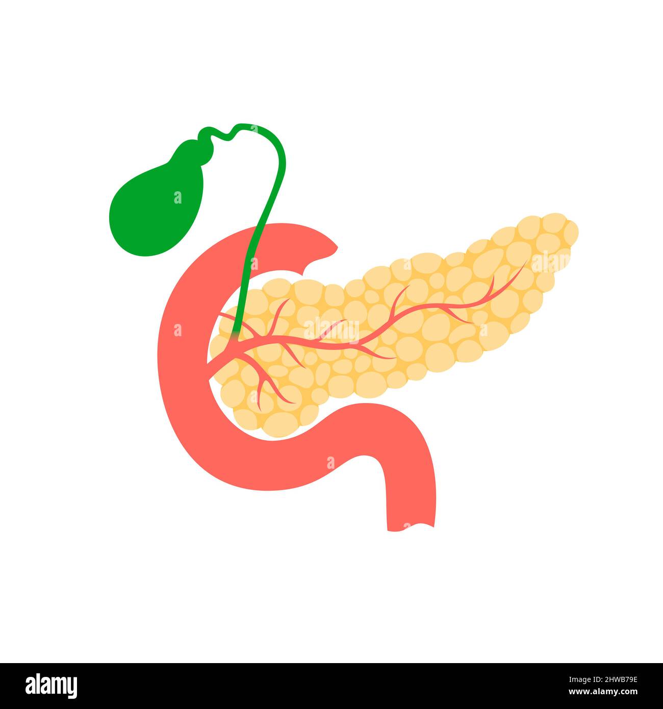 Pancreas e cistifellea, illustrazione Foto Stock