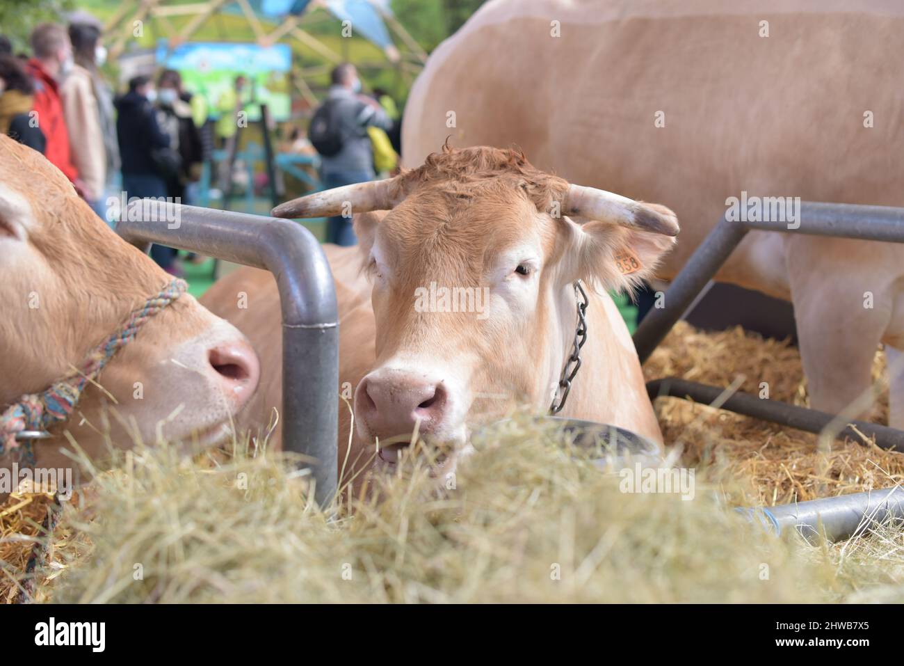 Ritratto della mucca bionda d'aquitania alla fiera agricola di Parigi Foto Stock