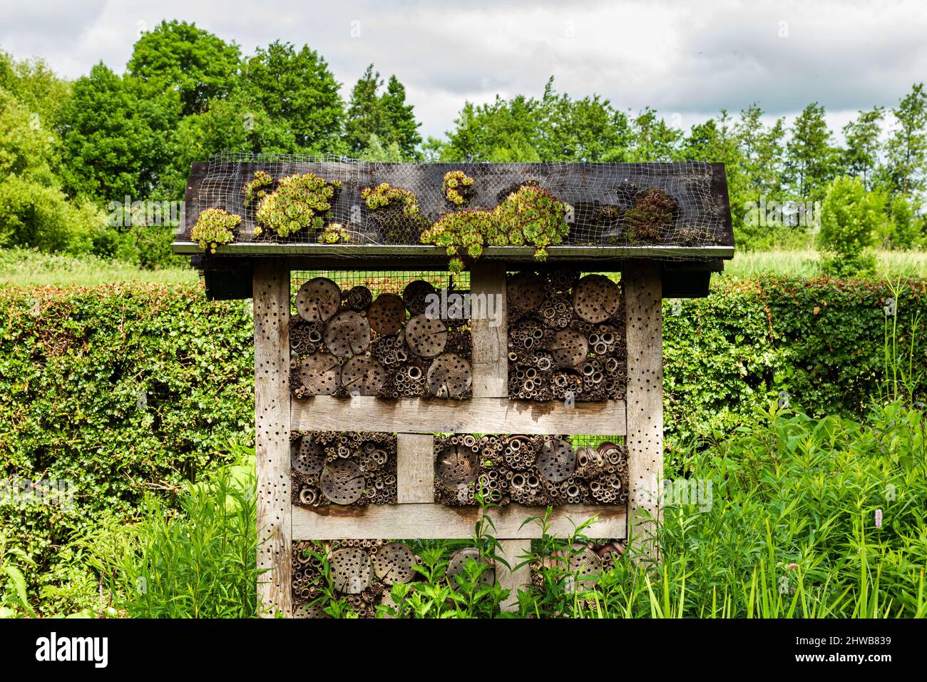 Hotel in legno Bee o insetto in giardino Foto Stock