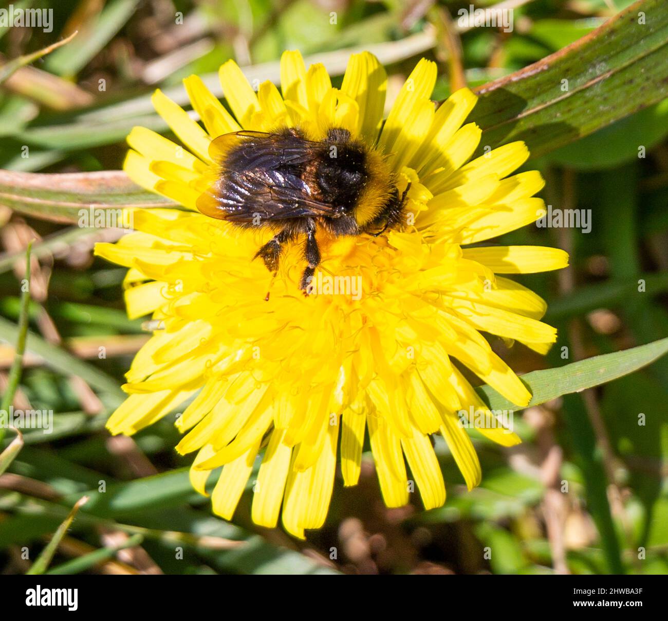 Bumble ape che alimenta sul fiore di dente di leone Foto Stock