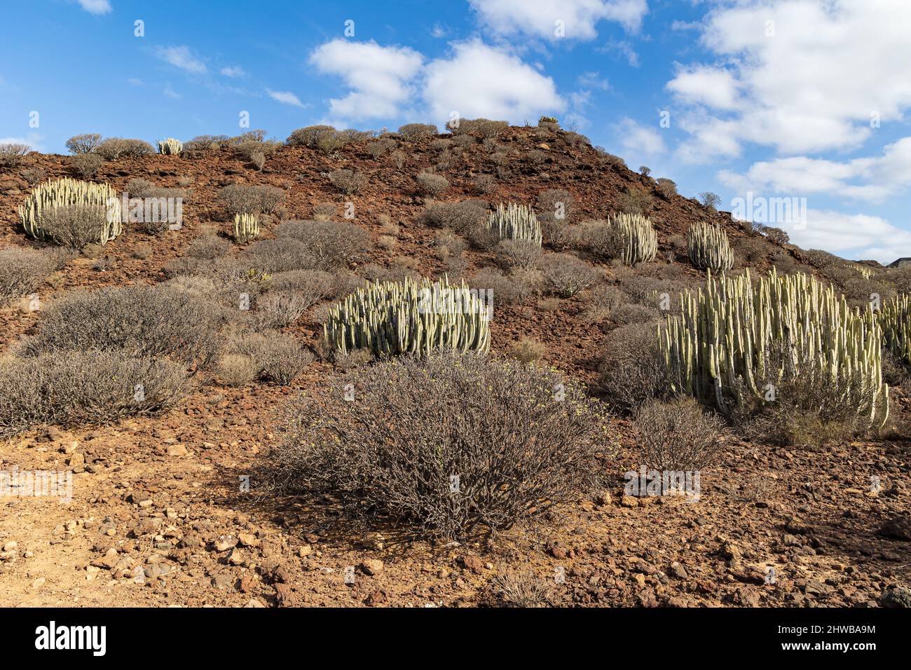 Paesaggio punteggiato di cactus a Malpais de Rasca, Tenerife, Spagna Foto Stock