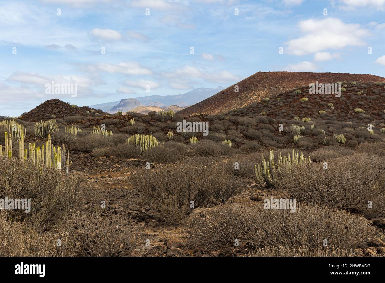 Paesaggio punteggiato di cactus a Malpais de Rasca, Tenerife, Spagna Foto Stock