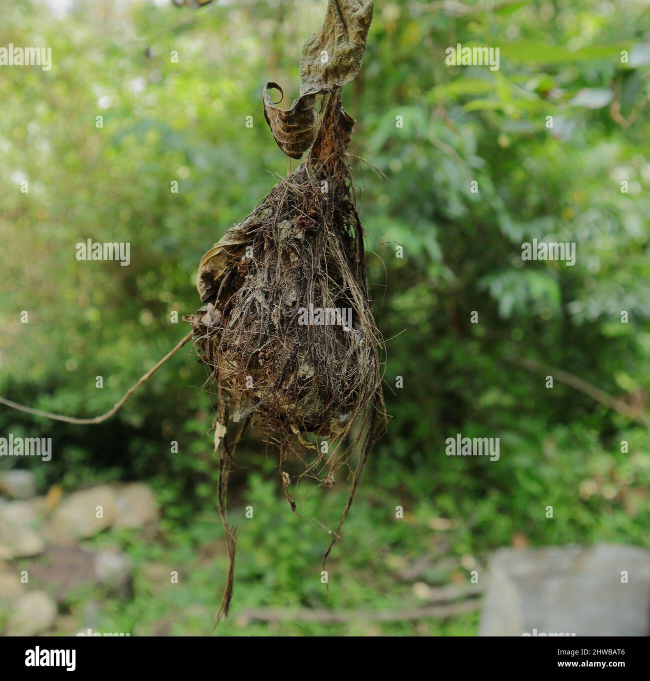 Primo piano di un vecchio nido Sunbird lungo e fatturato appeso su un gambo nel cortile Foto Stock