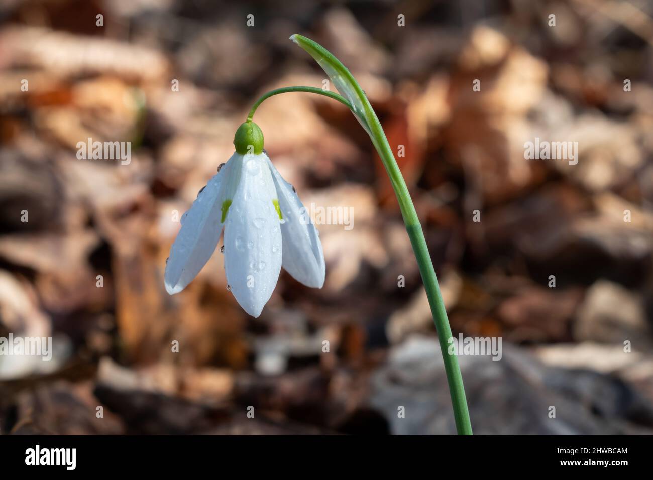 Primo piano di fiocco di neve con gocce di rugiada nella foresta in primavera - primo segno di primavera Foto Stock