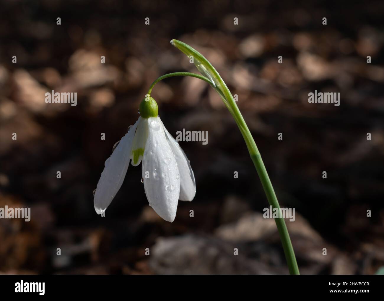 Primo piano di fiocco di neve con gocce di rugiada nella foresta in primavera - primo segno di primavera Foto Stock