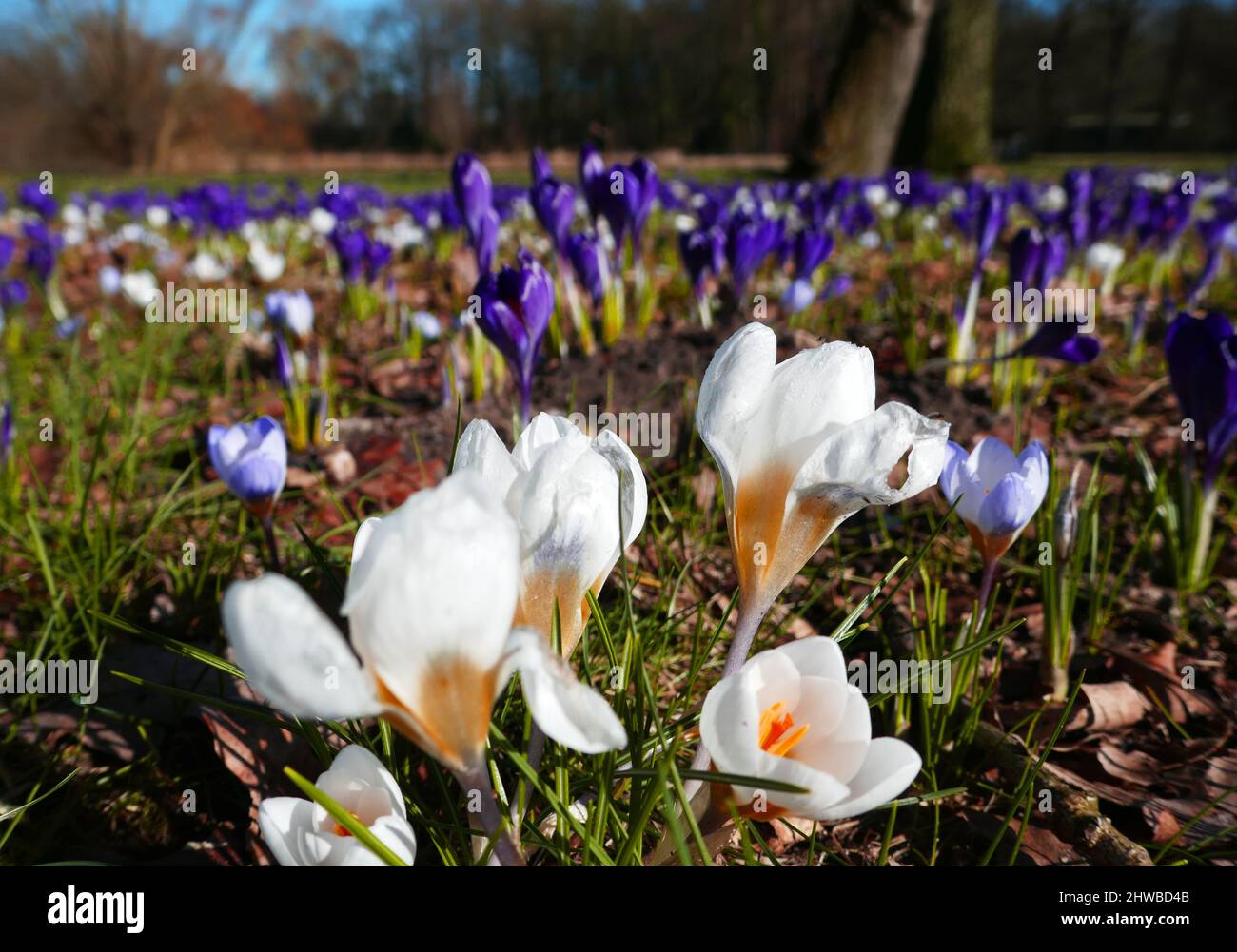 Un campo pieno di croci viola e bianchi. Lo sfondo è sfocato. Foto Stock