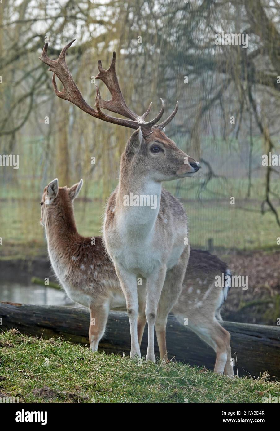Due cervi europei in piedi in un prato. Un buck e un doe. Foto Stock