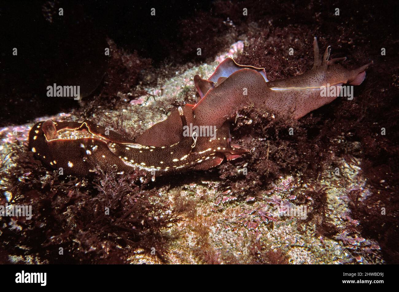 Lepre di mare (Aplysia punctata) coppia tra le alghe rosse, Regno Unito. Foto Stock
