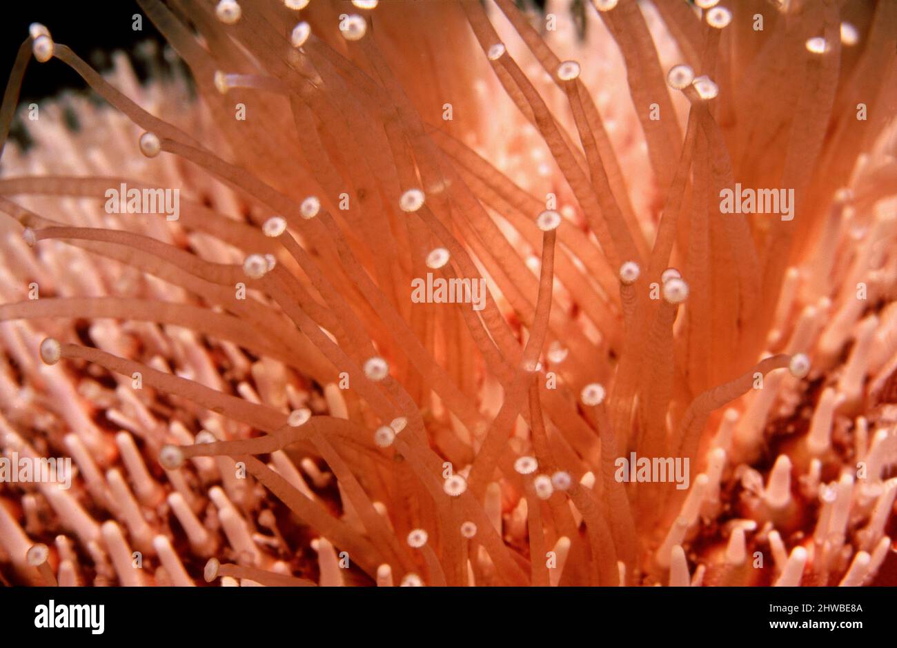 Riccio di mare comune o commestibile (Echinus esculentus) primo piano di piedi tubo, Regno Unito. Foto Stock