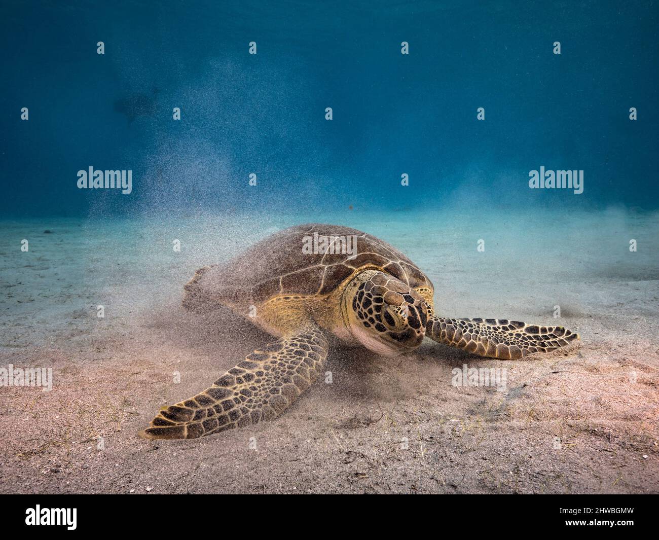 Secondcape con tartaruga del Mare Verde nella barriera corallina del Mare dei Caraibi, Curacao Foto Stock