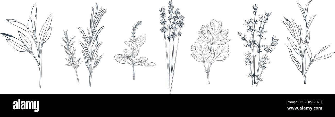 Set di varie erbe e spezie culinarie Illustrazione Vettoriale