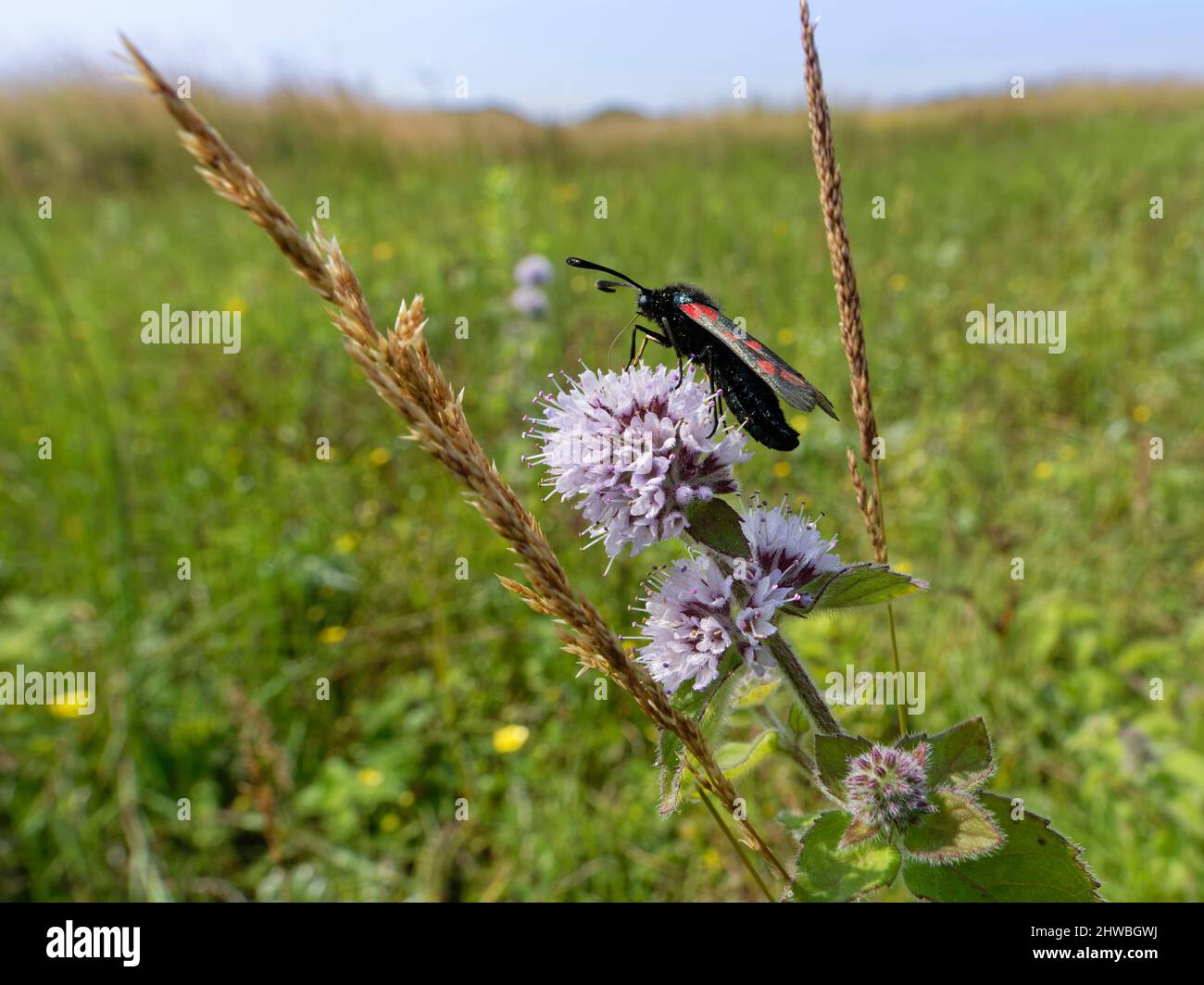 Sei spot burnett Moth (Zygaena filipendulae) nectaring su acqua menta (Mentha aquatica) fiori in spiaggia dune slack, Kenfig NNR, Glamorgan, Galles Foto Stock