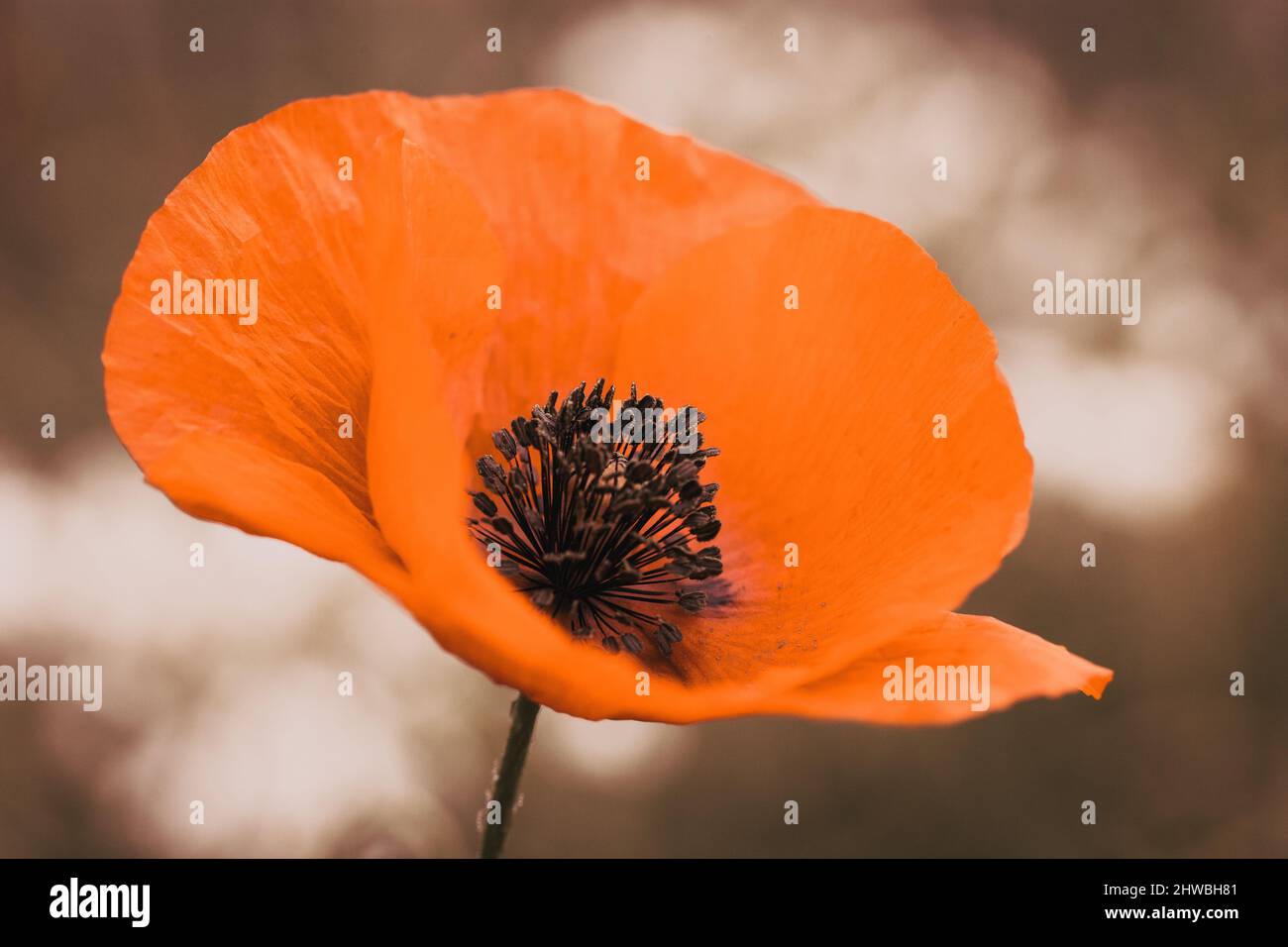 Papaveri selvatici - giorno di ricordo, giorno di Anzac Foto Stock