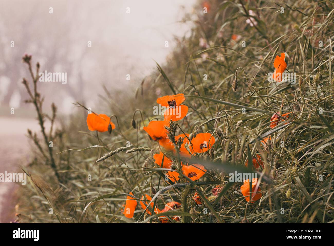 Papaveri selvatici - giorno di ricordo, giorno di Anzac Foto Stock