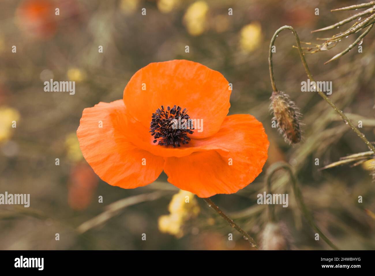 Papaveri selvatici - giorno di ricordo, giorno di Anzac Foto Stock