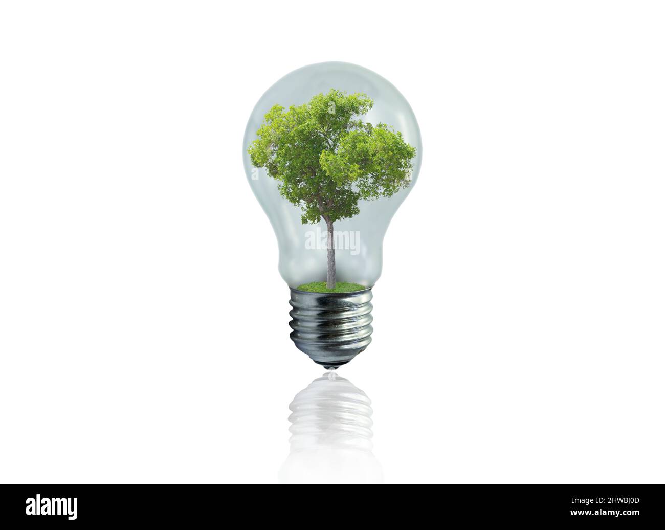 lampadina a luce con albero verde all'interno isolato su sfondo bianco. Concetto di energia verde Foto Stock