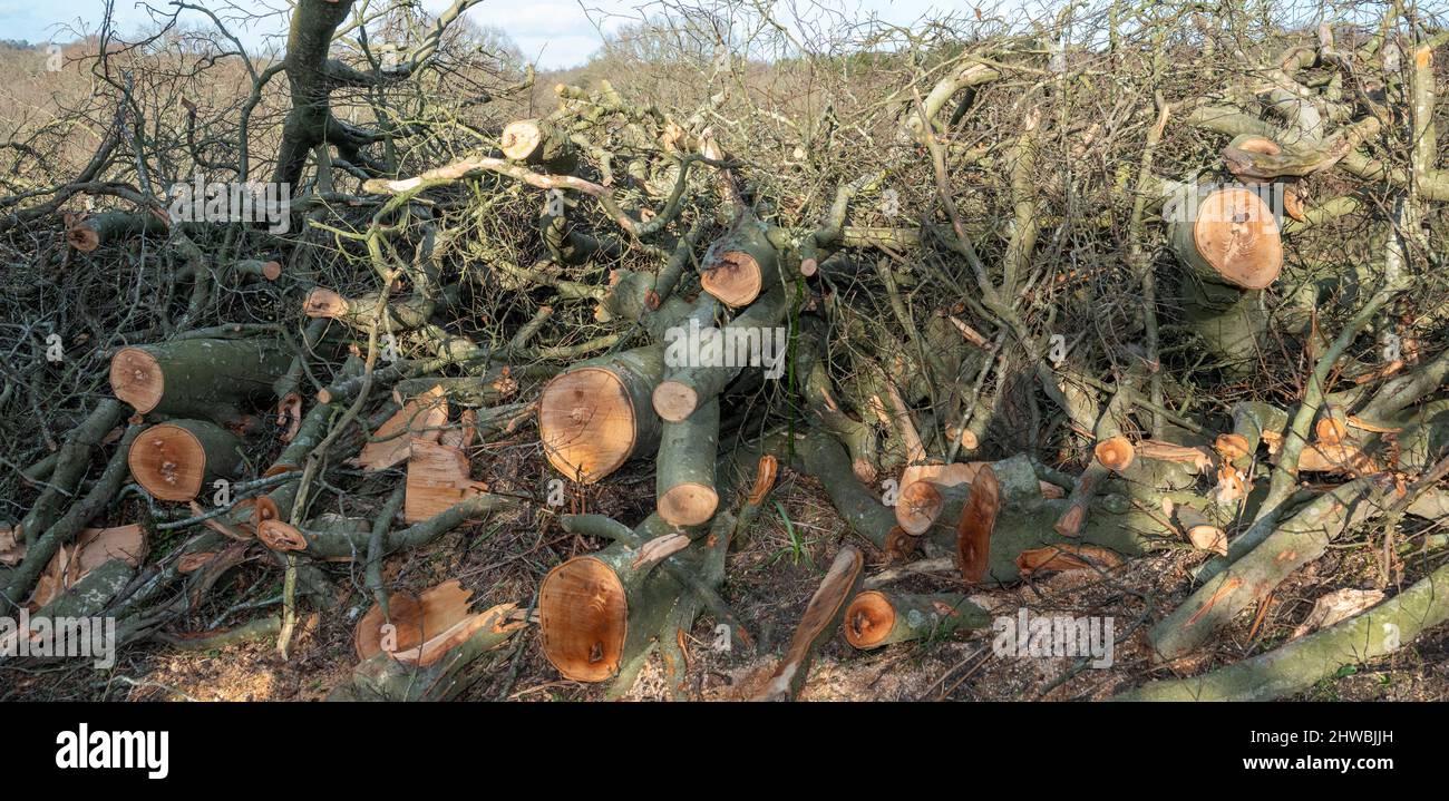 I resti di un albero abbattuto tempesta rimossi dal blocco di una strada Foto Stock
