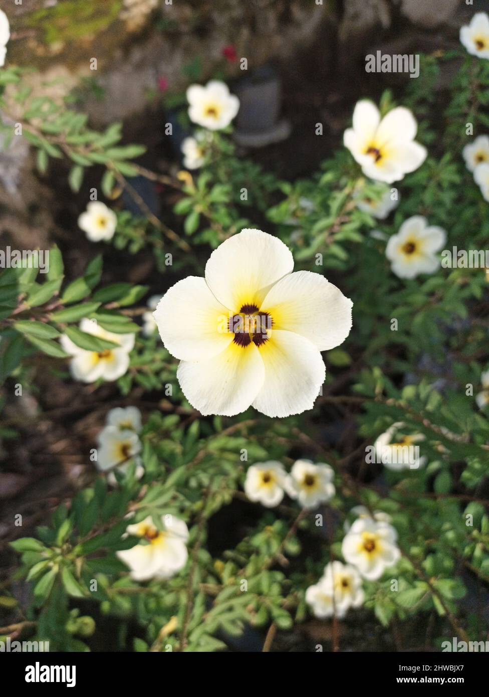 Turnera subulata fiorisce splendidamente Foto Stock